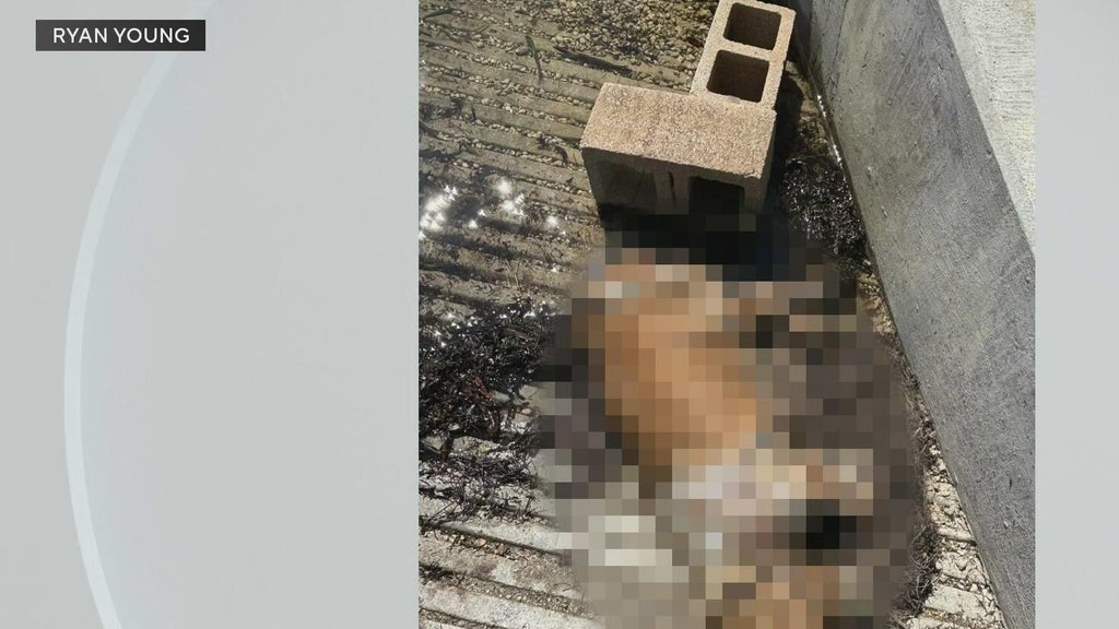 Miami police investigate after dog found dead underwater, tied to cinder blocks off Coconut Grove — CBS Miami, Altamonte Springs Government news