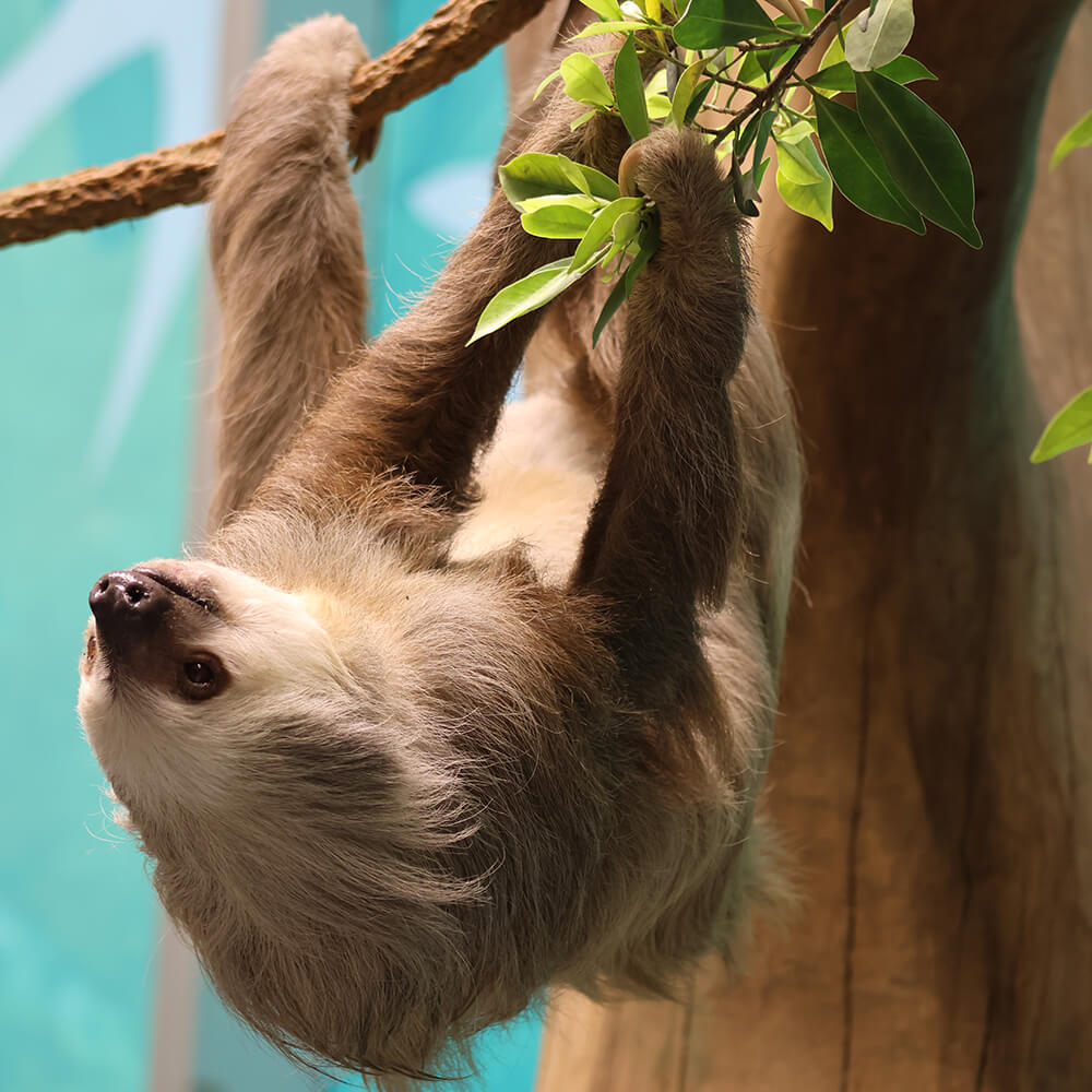 Orlando Science Center Earns Prestigious Accreditation for Animal Care — Bungalower Orlando, Altamonte Springs Arts news