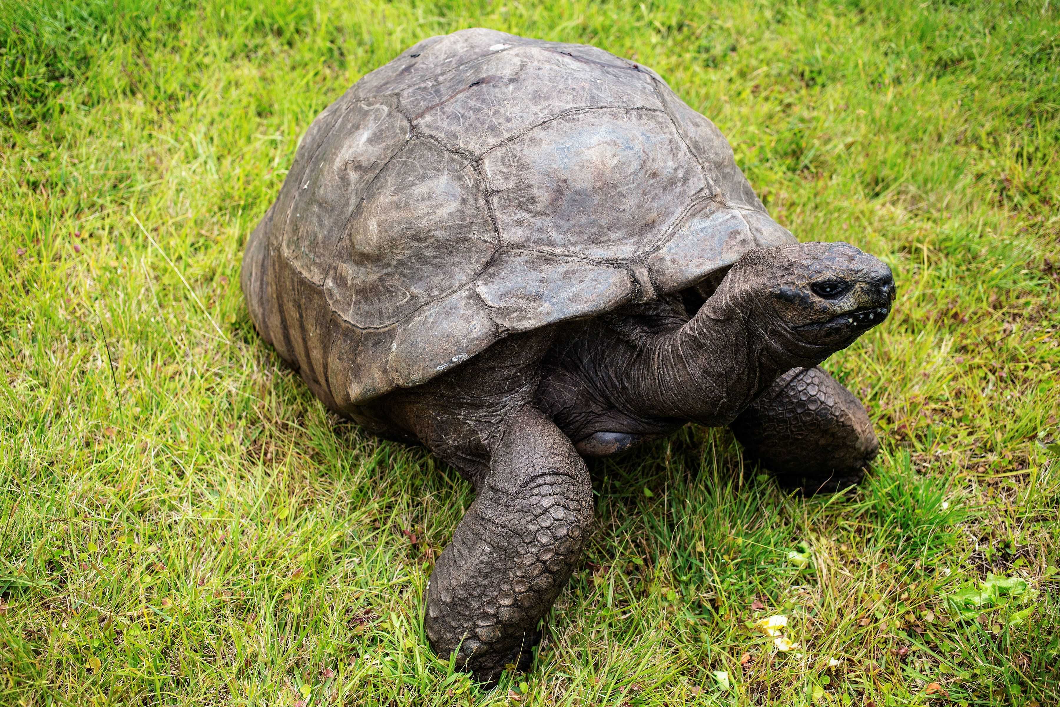 An 194-year-old tortoise named Jonathan is an anti-aging marvel and we finally know his secret — WESH 2 Orlando, Altamonte Springs Community news