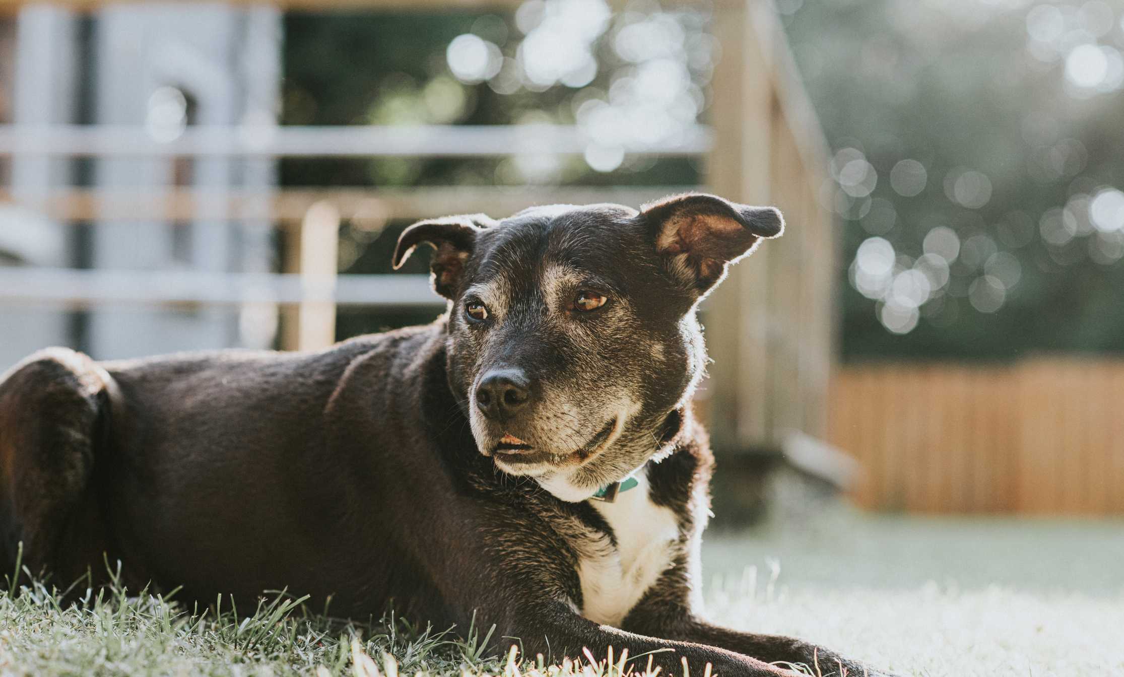 Vets say owners often miss this sign of dog dementia — WESH 2 Orlando