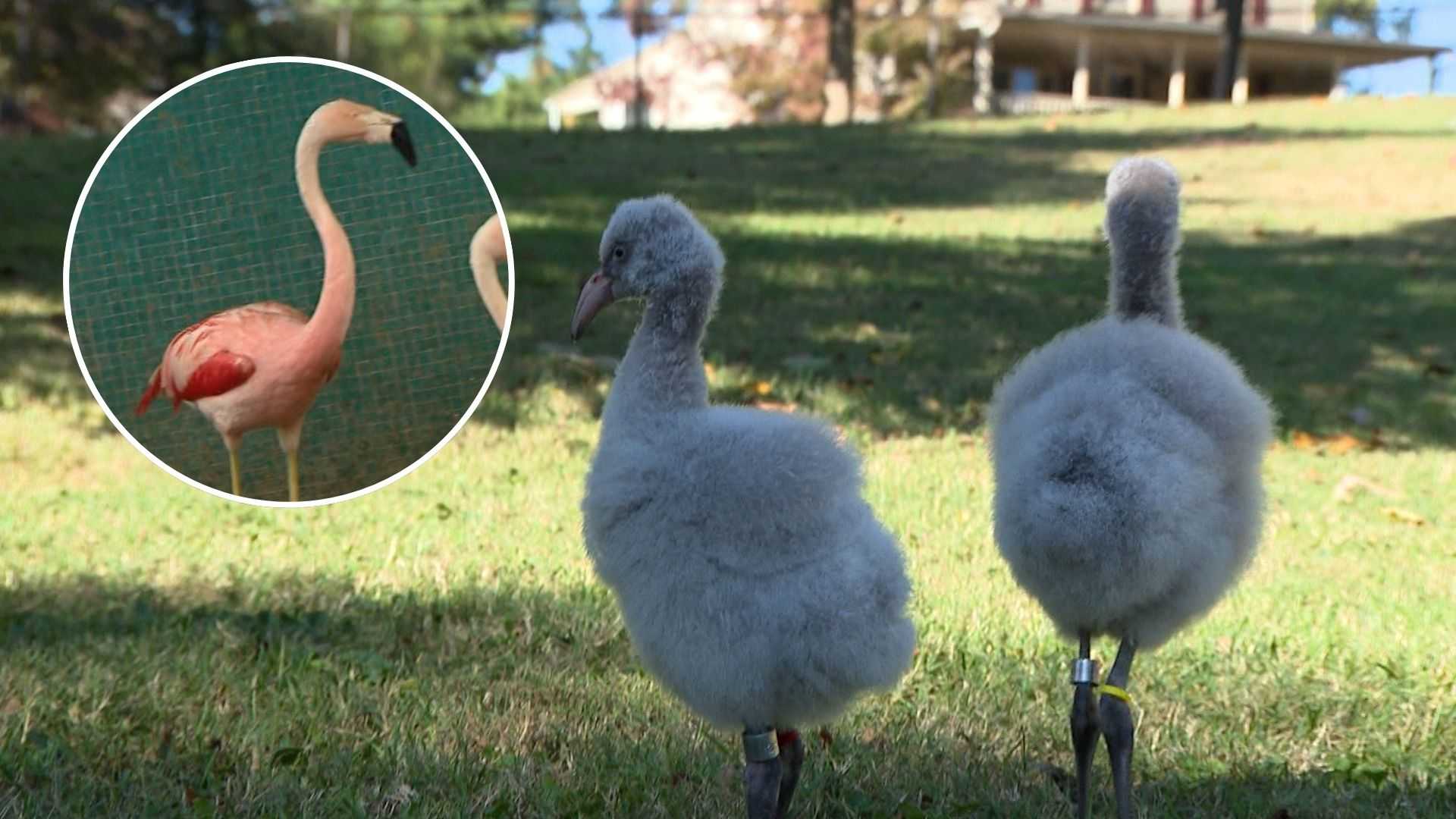 A zoo's flamingo produces chicks at record-setting 60 years old — WESH 2 Orlando, Altamonte Springs Community news