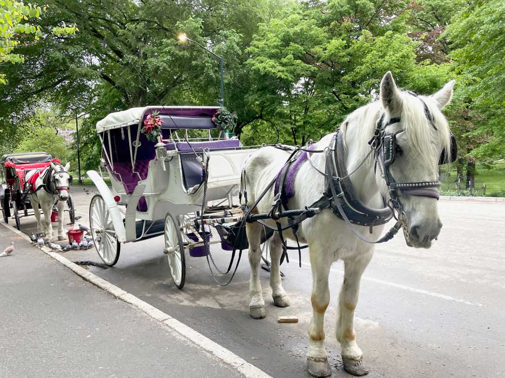New York City's iconic horse-drawn carriages expected to take their last trot — WESH 2 Orlando, Altamonte Springs Government news