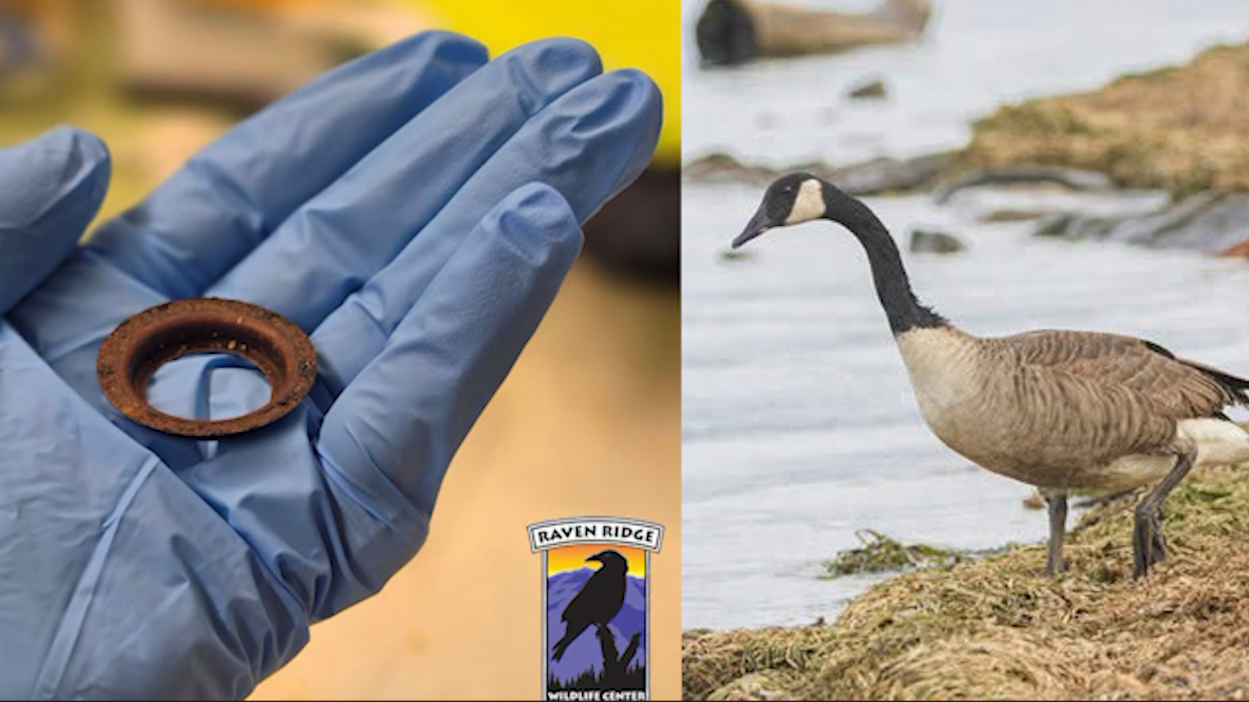 Canada goose saved after rusty metal ring found lodged in mouth  — Altamonte Springs Community news