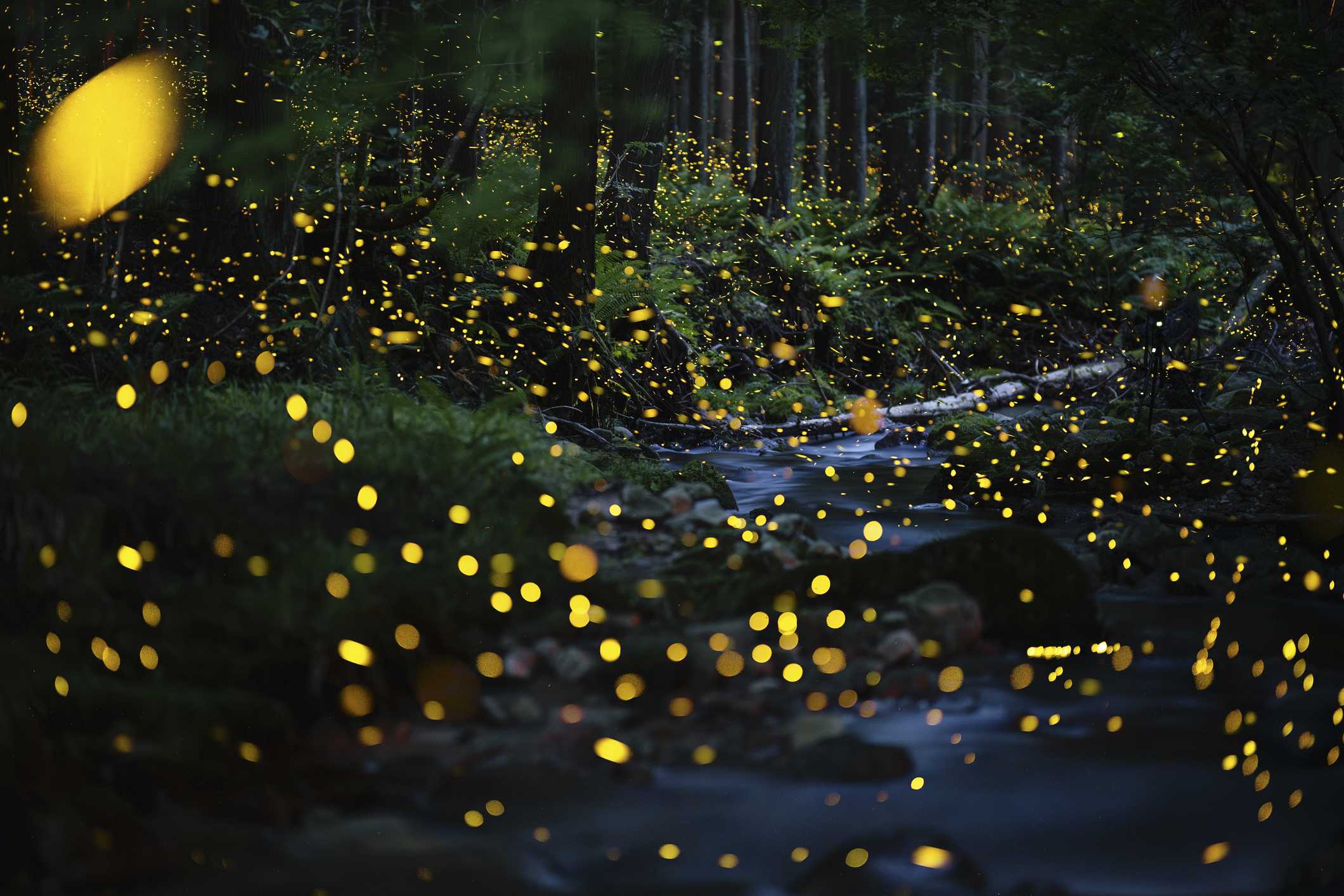 Want more fireflies next summer? Do fewer chores this fall — WESH 2 Orlando, Altamonte Springs Community news