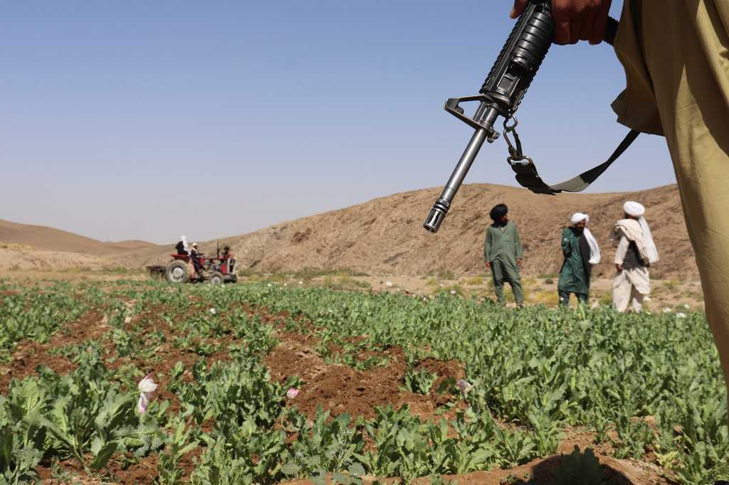 UN reports a sharp rise in Afghanistan poppy cultivation despite a Taliban ban — WESH 2 Orlando