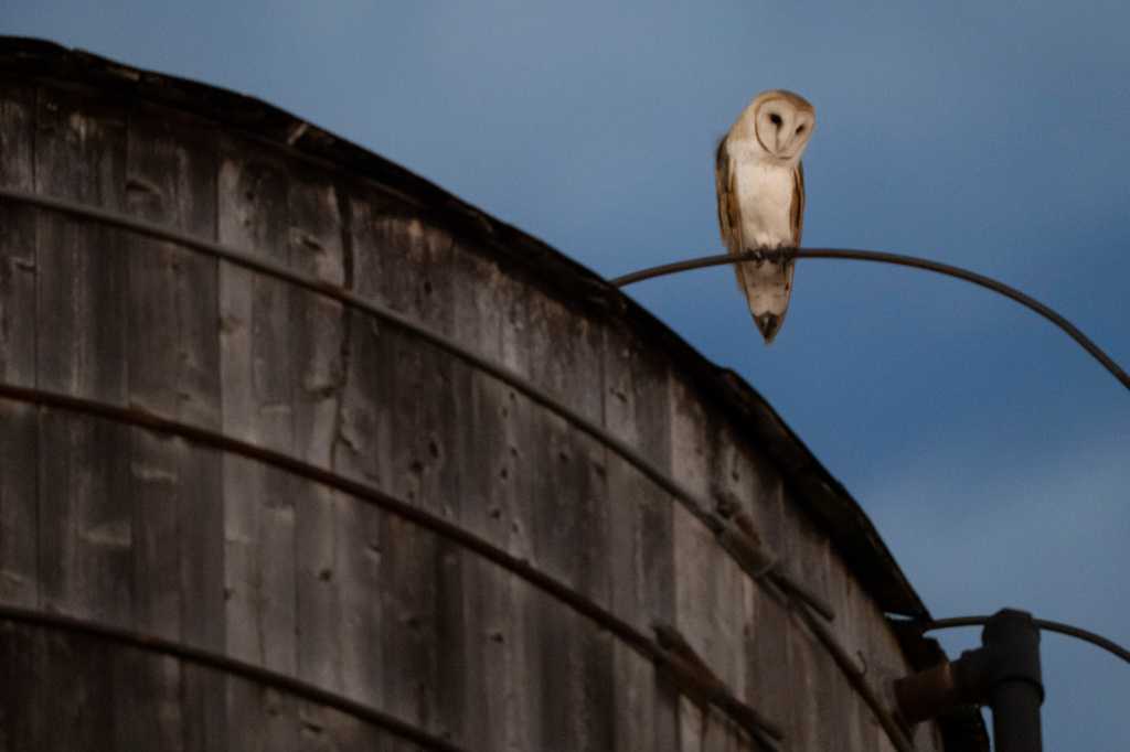 Roof of a water tower in NYC where a rare family of barn owls nested has been removed — WESH 2 Orlando