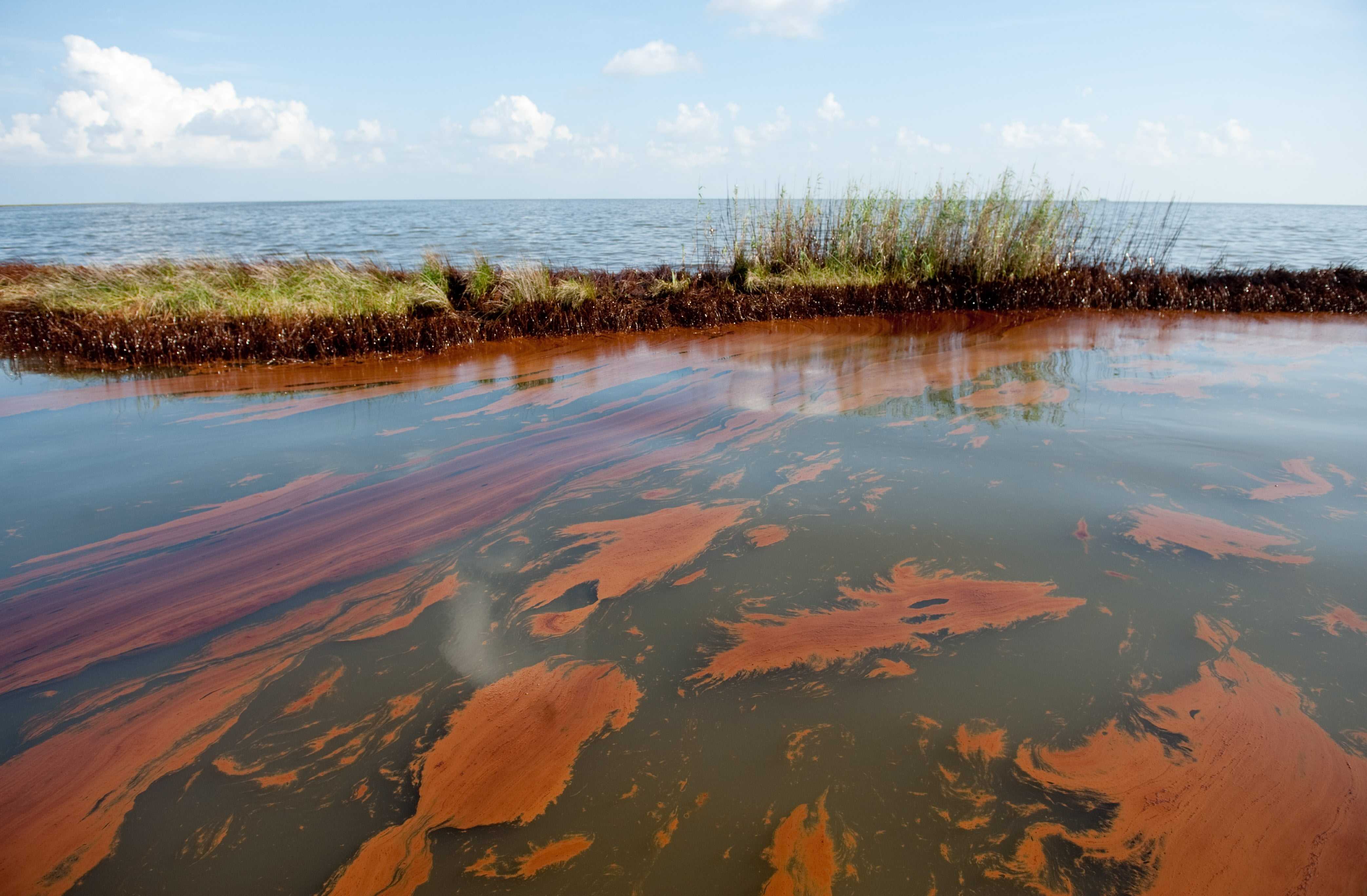 Marine life dramatically declined in Gulf of Mexico in years after BP oil spill, study finds — WESH 2 Orlando