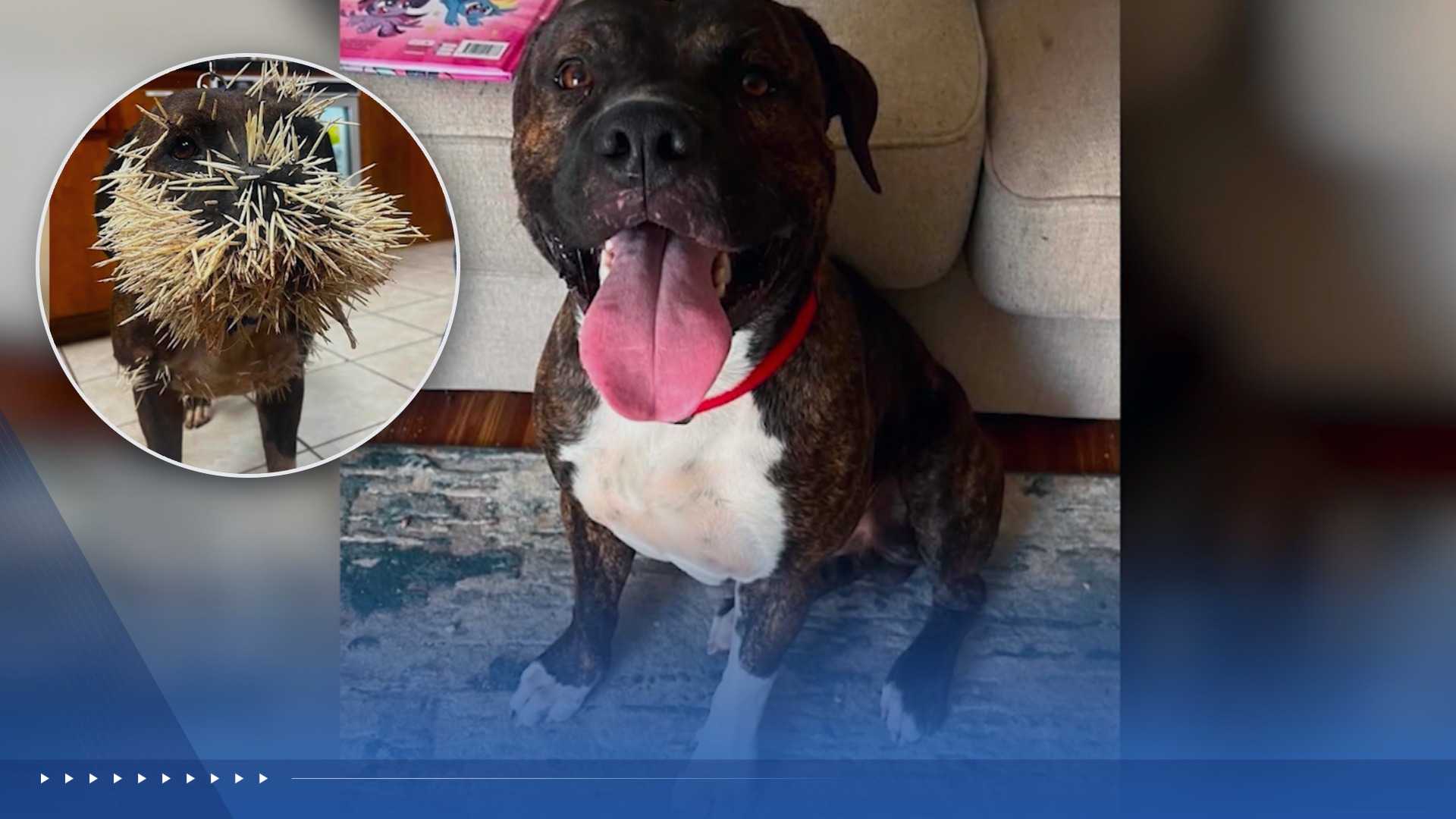 Strangers cover Texas family's dog's entire vet bill after porcupine attack — WESH 2 Orlando