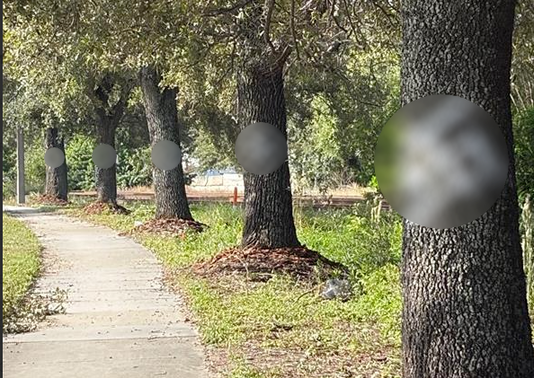 Hate symbols put on trees outside of voting site, Orange County election officials say  — WESH 2 Orlando