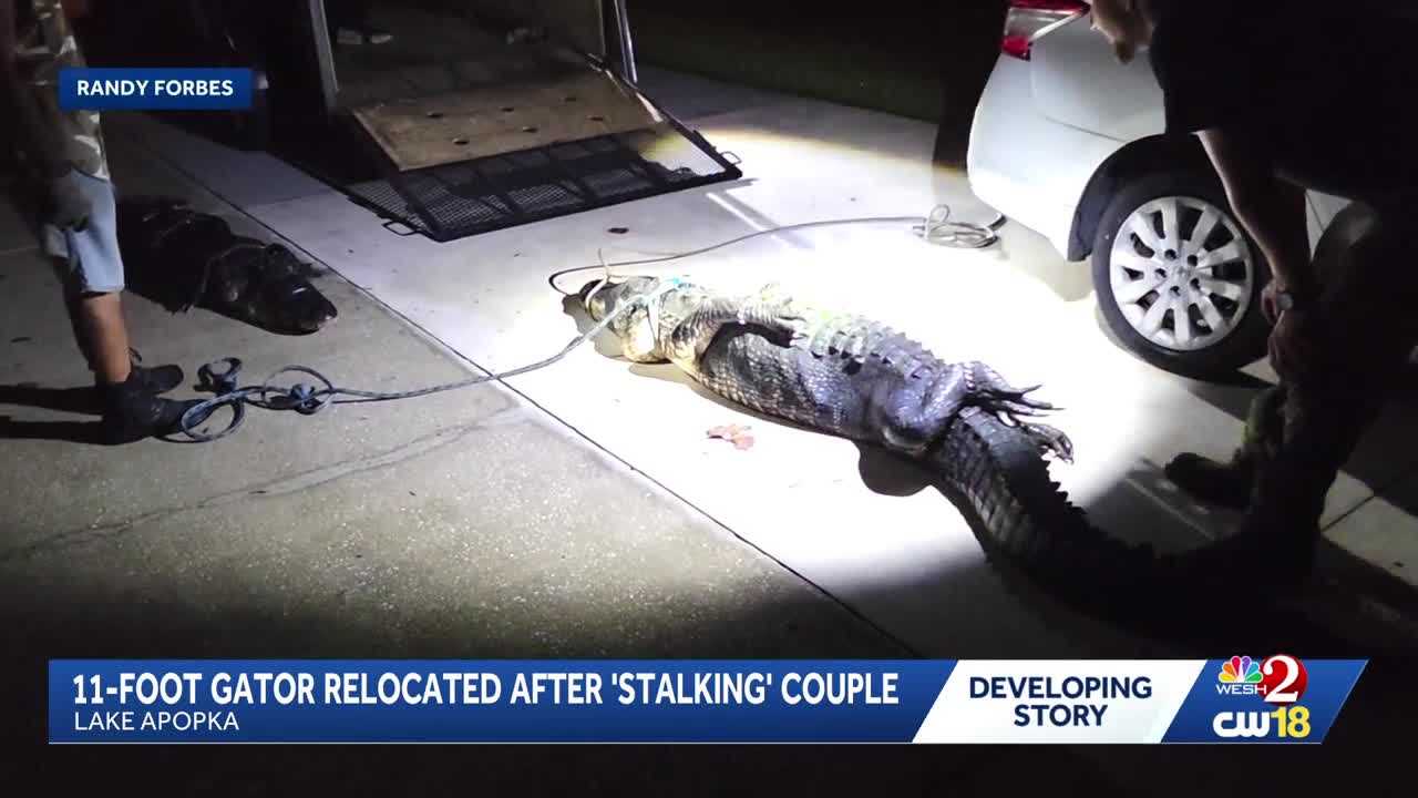 11-foot gator removed from Lake Apopka property after 'stalking' couple — WESH 2 Orlando, Altamonte Springs Real Estate news