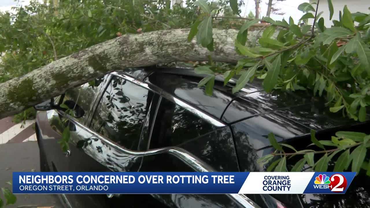 Orlando neighbors demand removal of rotting tree after it crushes car — WESH 2 Orlando, Altamonte Springs Community news