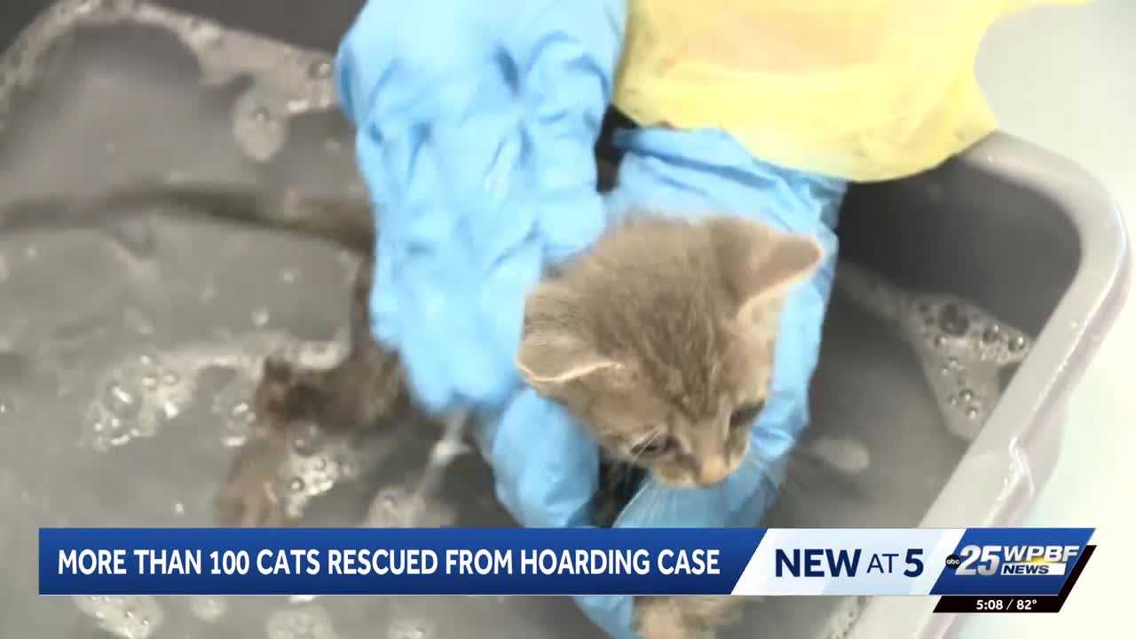 More than 100 cats rescued from hoarding situation in Port St. Lucie — WPBF West Palm Beach, Altamonte Springs Health news