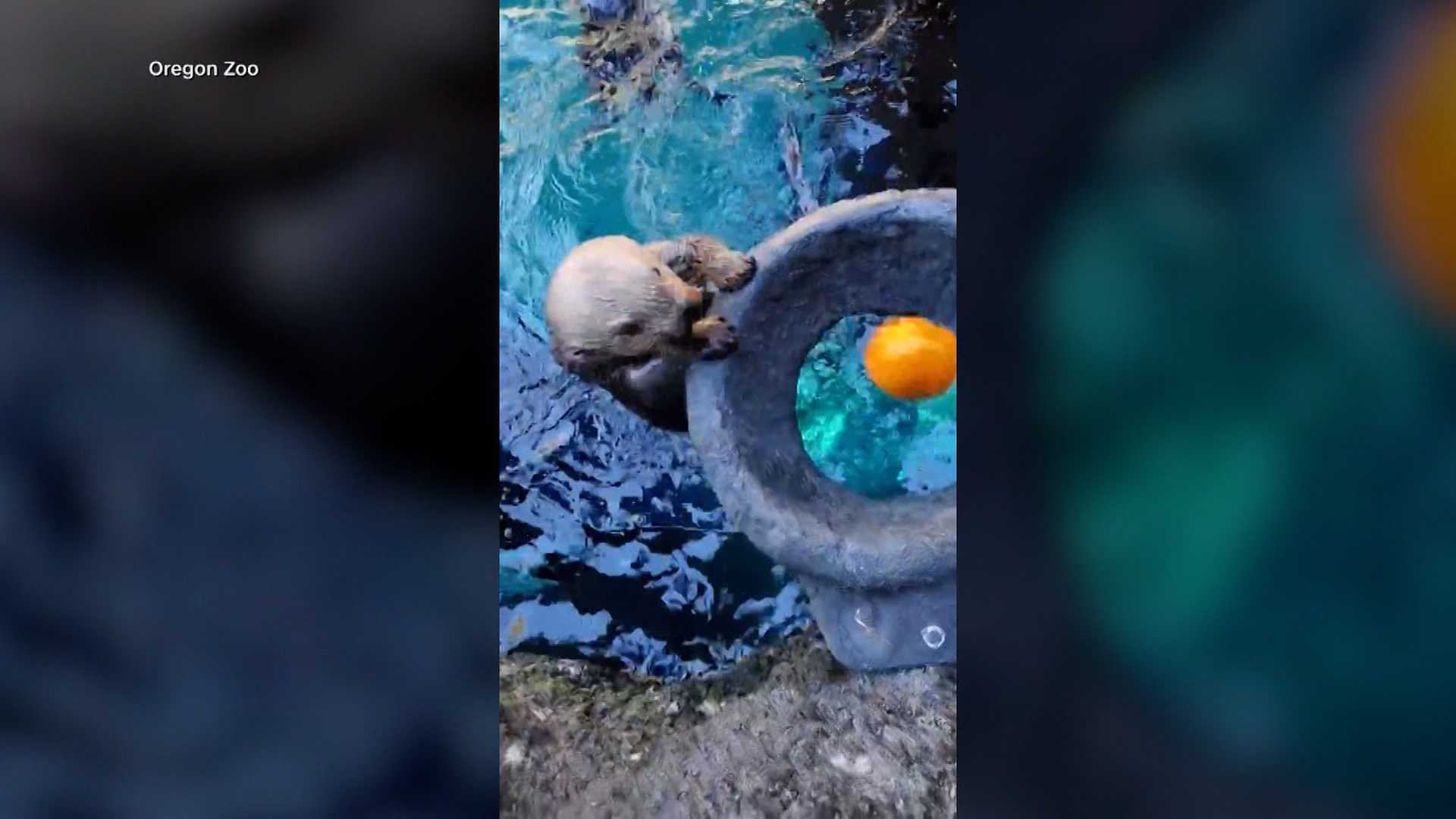 'GOURD TIMES': Watch as sea otters go 'Pumpkin Dunkin' in a zoo's adorable Halloween tradition — Altamonte Springs Community news