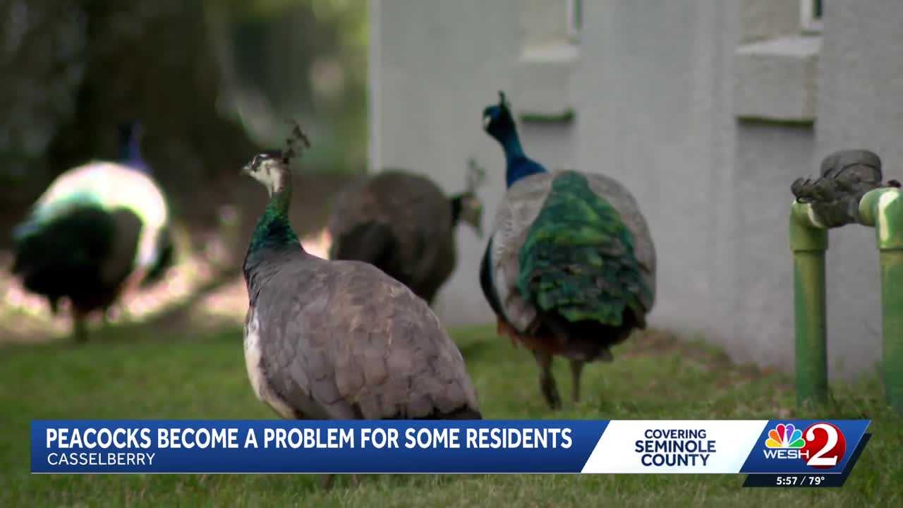 Peacocks vs. property owners: Casselberry rethinks peacock protections amid property damage complaints — WESH 2 Orlando, Altamonte Springs Real Estate news