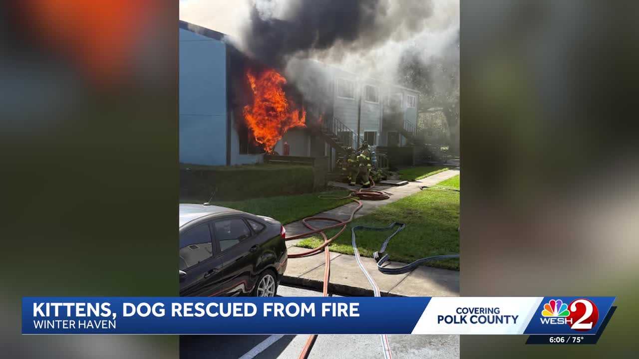 Dogs, kittens rescued from Winter Haven apartment fire — WESH 2 Orlando, Altamonte Springs Community news