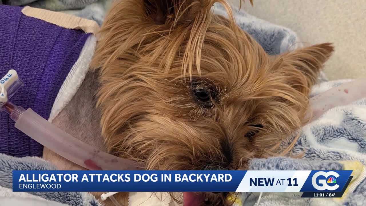 Yorkie survives alligator attack in Florida, faces long recovery — WESH 2 Orlando, Altamonte Springs Community news