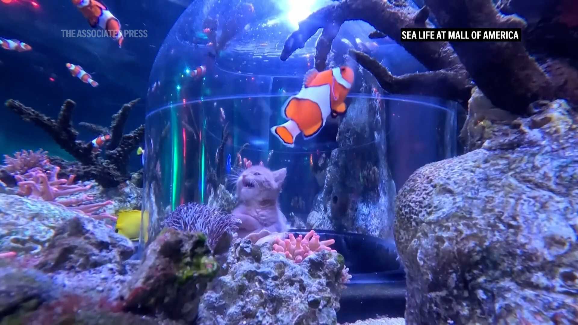 VIDEO: Orphaned kittens meet sharks on aquarium field trip at the Mall of America — WESH 2 Orlando, Altamonte Springs Community news
