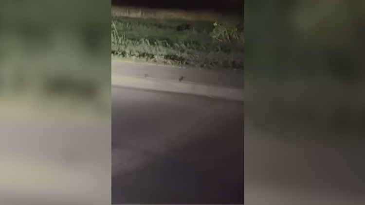 Viral video of 'black panther' in Midland sparks debate despite expert skepticism — NewsWest 9 (Permian Basin), Altamonte Springs Schools news