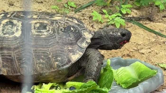Nearly 7,000 gopher tortoises moved in 5 years across Lake, Orange counties. Where did they go? — ClickOrlando Local, Altamonte Springs Real Estate news