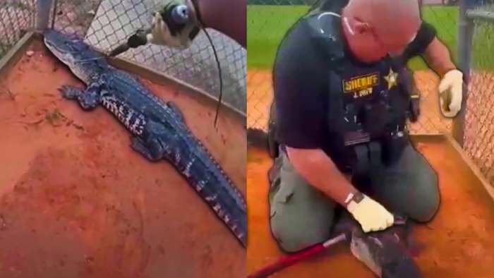 Alligator discovered at Central Florida high school campus, deputies say — ClickOrlando Local, Altamonte Springs Schools news